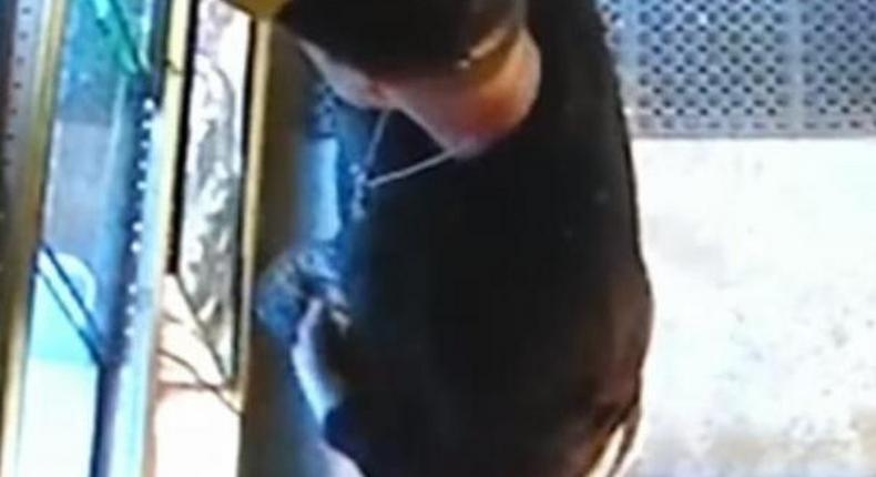 Thief stuffs Python in his pants after stealing it from a pet store