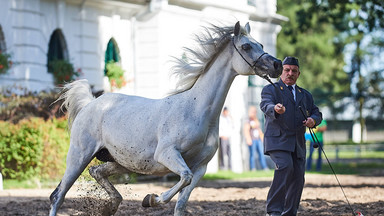Polskie konie czystej krwi arabskiej startują w wyborczym wyścigu
