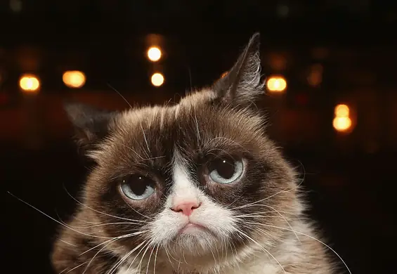 Odszedł najbardziej znany kot świata. Grumpy Cat miał 7 lat