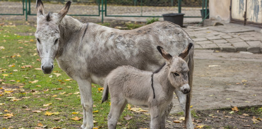 Raban, Tabu, czy Barnaba? Jakie imię otrzyma potomek oślich skandalistów?