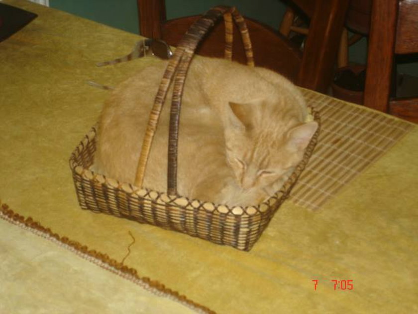 Kot w koszyku