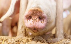 W gospodarstwie w rosyjskim Kraju Nadmorskim wykryto ASF