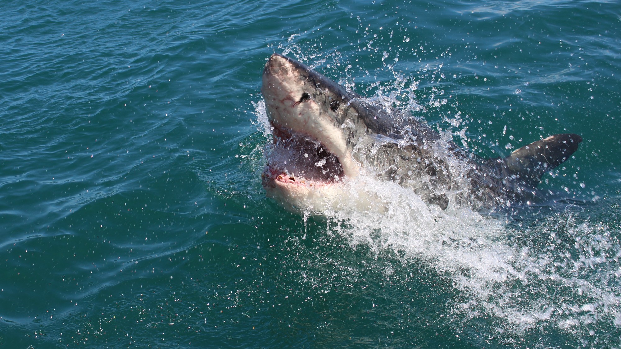 Žralok. Ilustračné foto.