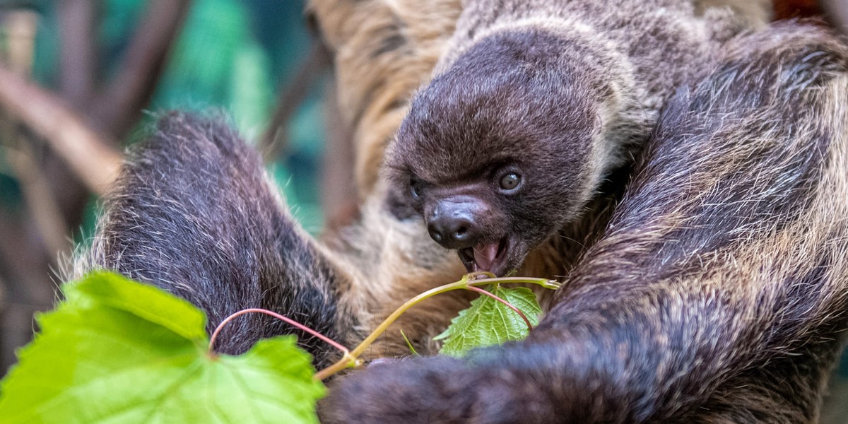 Leniwiec z Orientarium w zoo w Łodzi ma imię Sid 