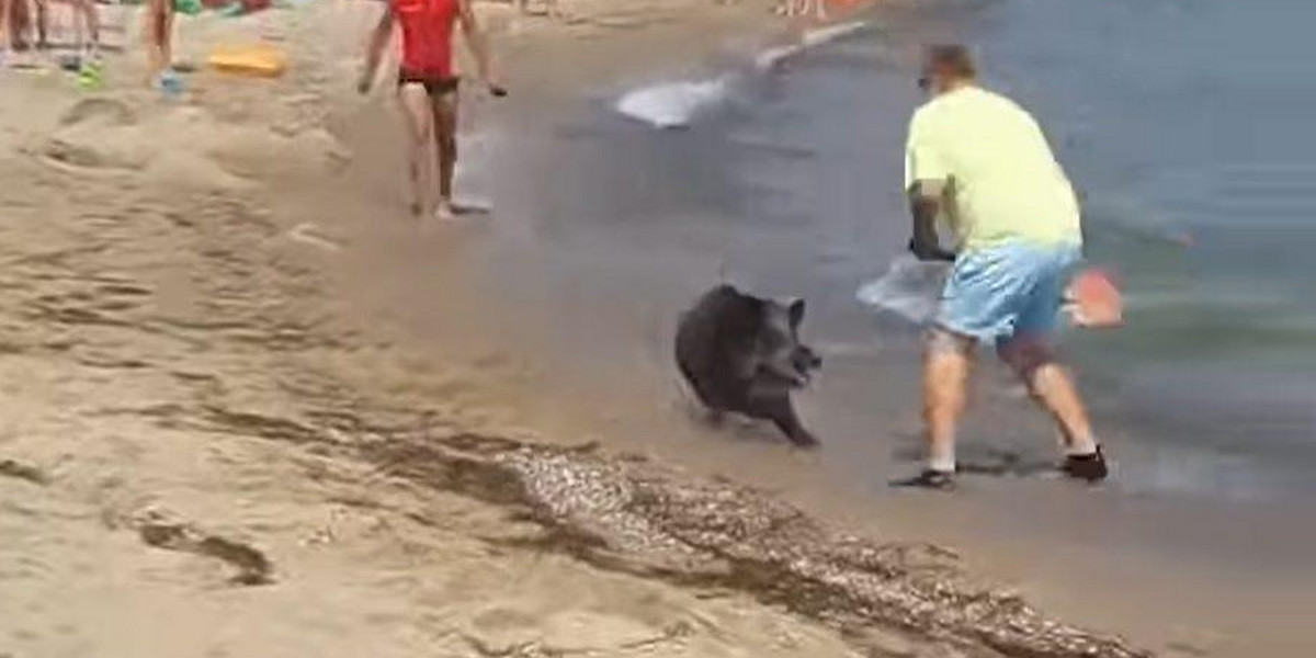 Atak dzik na turystów na plaży w niemieckim kurorcie Schoenhagen