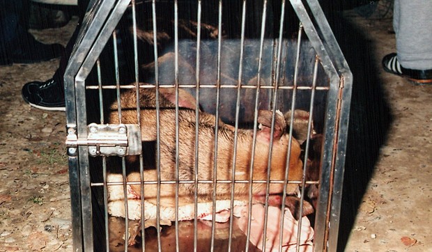 85235_1026-sabac-borba-pasa-foto-s-becejic