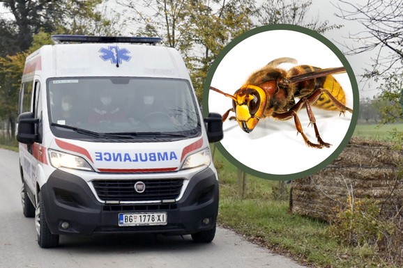 Masa ljudi OVO radi kada vidi STRŠLJENA, a oni tada postaju JOŠ AGRESIVNIJI! Ubod može da bude fatalan, a sada ih ima sve više