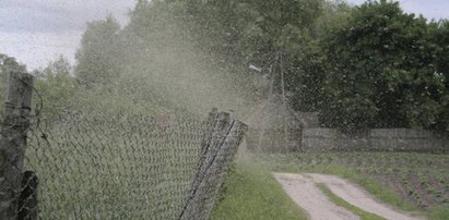 Pozbądź się dokuczliwych meszek! Najskuteczniejsze sposoby