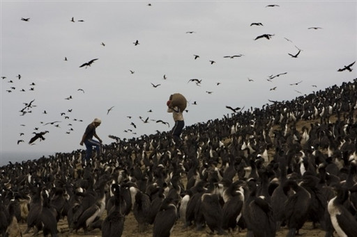 PERU GUANO FEATURE