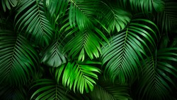 Zmiany klimatyczne przyspieszają. Ozon niszczy lasy tropikalne