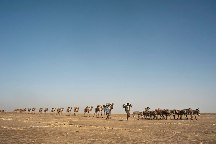 Karawany transportujące sól wyruszają z położonej 10 metrów pod poziomem morza depresji na pustyni w regionie Afar w północnej Etiopii