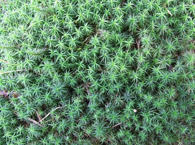 Uroki Puszczy Białowieskiej © www.tydecydujesz.orgFot. Jacek Winiarski