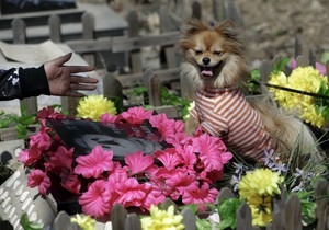 Groblje kućnih ljubimaca u Pekingu