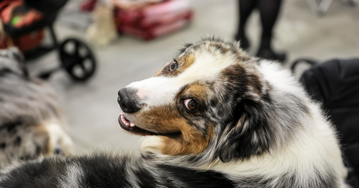 Psy są „odpsiane”. Trzy czwarte z nich cierpi na problemy związane z lękiem