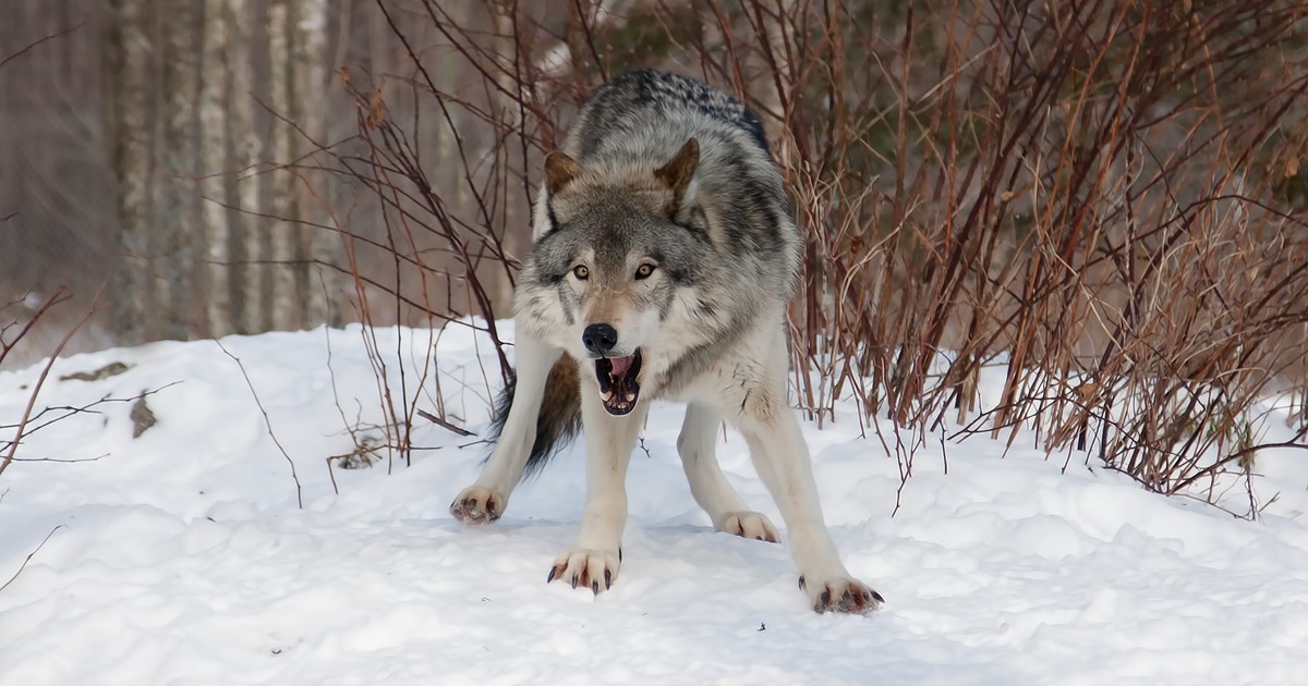 Groza na Podkarpaciu. "Ciało zostało praktycznie zjedzone przez zwierzęta"