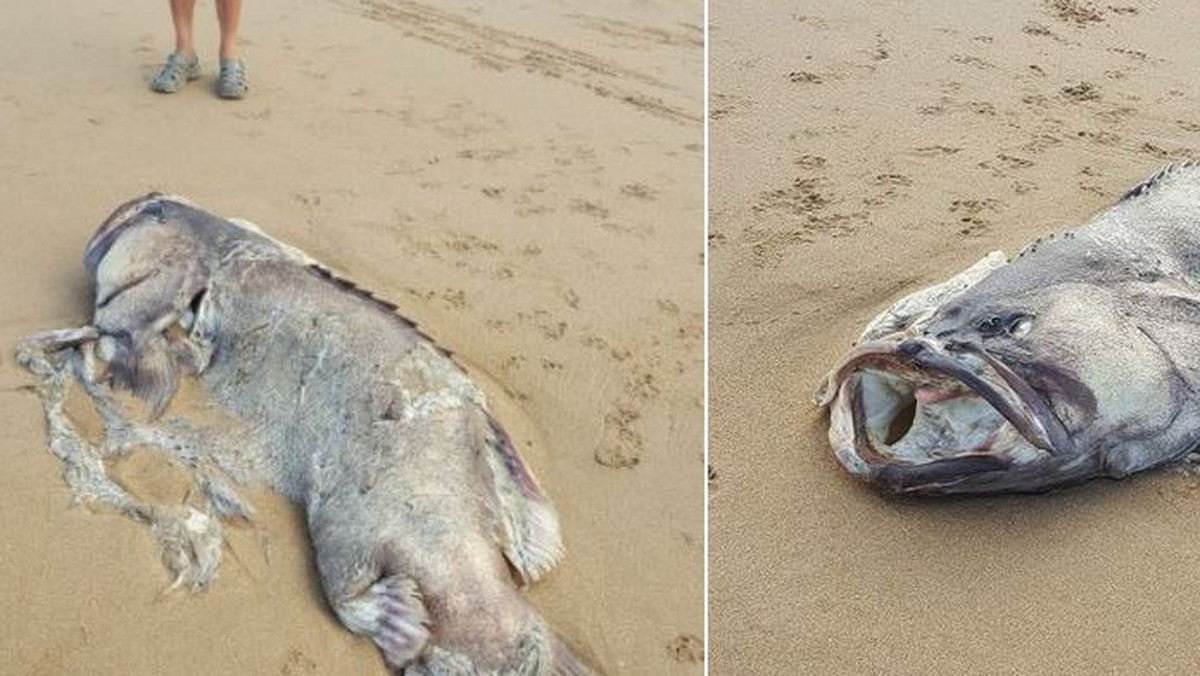 Podczas spaceru po plaży para Australijczyków natknęła się na ciało dwumetrowej ryby. "Widziałem wiele ryb, a także wiele dużych ryb, ale nigdy czegoś podobnego" - opowiadał mężczyzna.