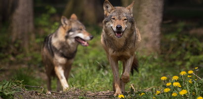 Horror w Małopolsce. Wataha wilków zaatakowała stado krów