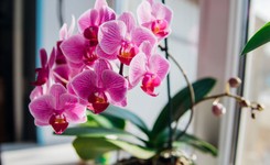 Usuń to z doniczki, a storczyk odżyje. Ten prosty błąd może być przyczyną wielu problemów