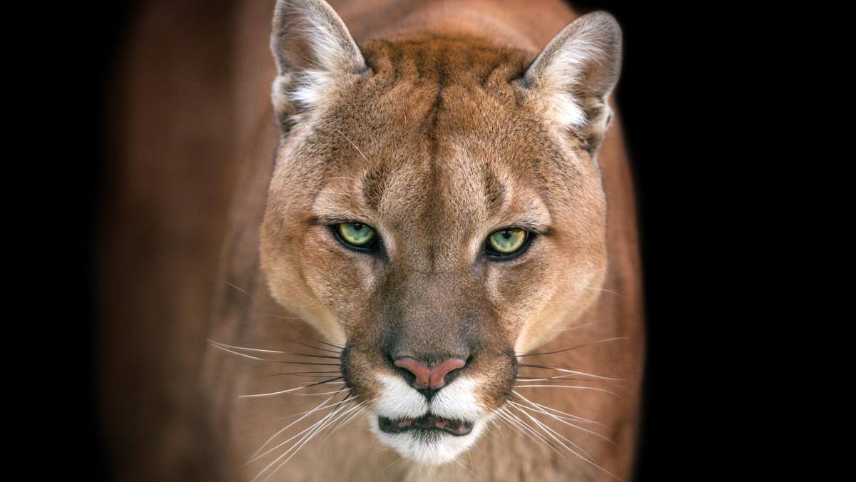 W mieście Zvole pod Pragą z prywatnego ogrodu zoologicznego uciekła dorosła puma amerykańska. Zwierzę biegnące do lasu zaobserwowała mieszkanka miasteczka, która zawiadomiła miejscowe władze. Dzikie zwierzę pozostawało przez trzy dni na wolności.