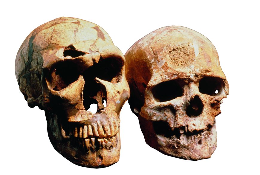 Zestawienie czaszki neandertalskiej z La Ferrassie we Francji (z lewej) z czaszką człowieka współczesnego z Cro-Magnor we Francji (po prawej). Fot. z książki "Neandertalczyk. Odkryty na nowo. Współczesna nauka pisze nową historię neandertalczyków", Dimitra Papagianni i Michael A. Morse.