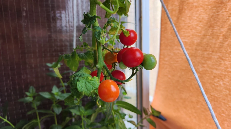 Uzgoj paradajza naopačke