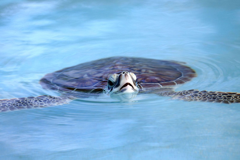 Żółw w wodach archipelagu de los Canarreos
