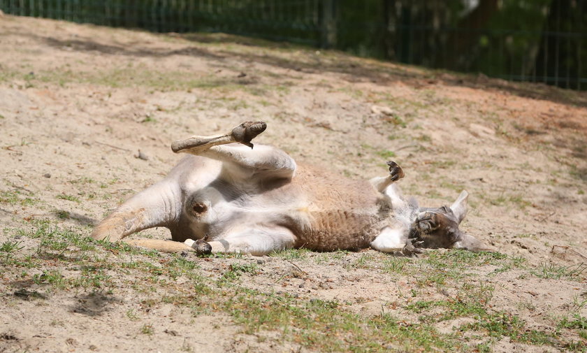 Kangur w zoo w Gdańsku