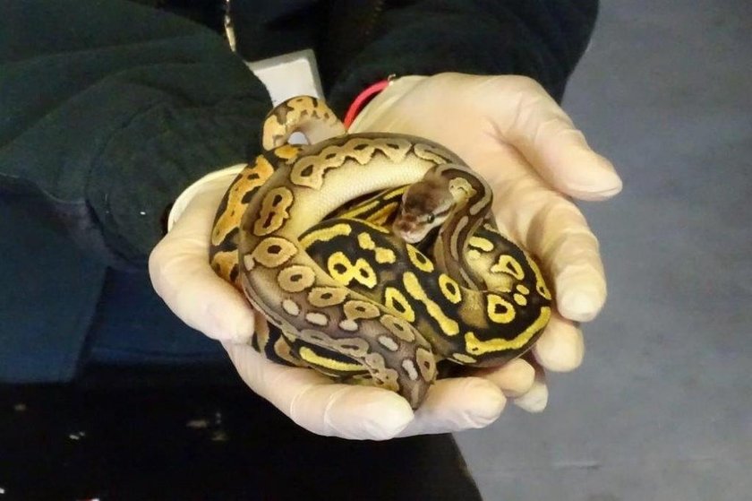 Przemycane są także egzotyczne węże, będące pod ochroną