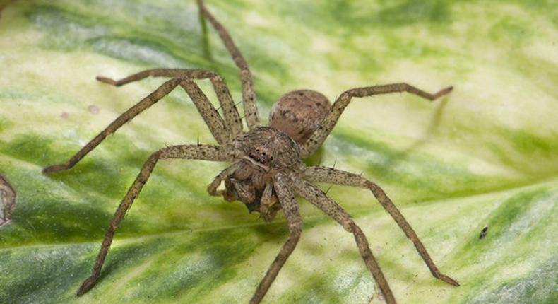 A funnel-web wolf spider, Sosippus californicus.