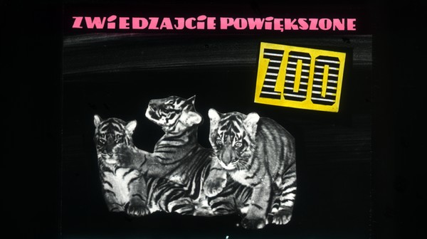 Trzy małe tygryski zachęcały do odwiedzenia zoo, którego teren został powiększony o kilkanaście hektarów