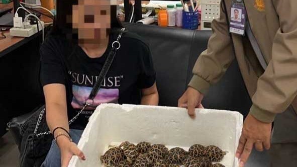 Na letisku v Bangkoku zatkli tínedžerku s 30 korytnačkami prilepenými na tele.