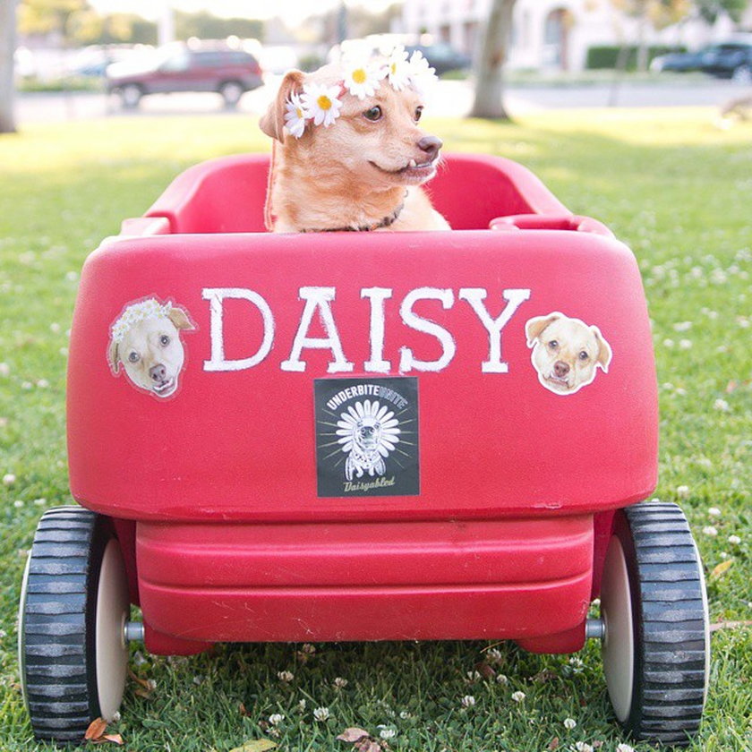 Daisy