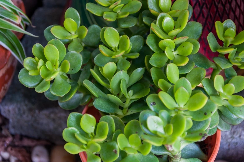 Fot. Shutterstock/Teerachai Pankhao