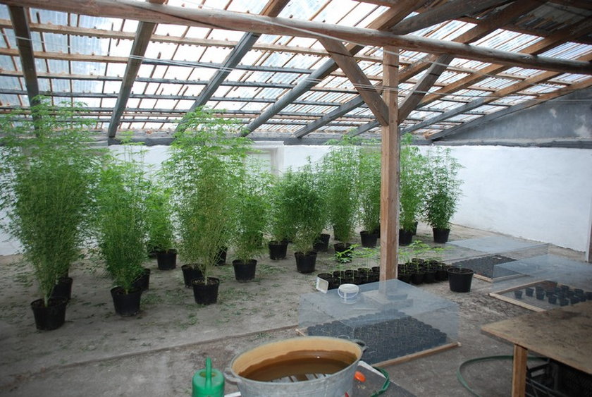 Policja zlikwidowała profesjonalną plantację marihuany