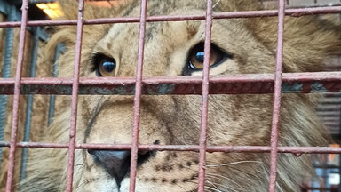 Zwierzęta z zoo w Kijowie znalazły schronienie w Poznaniu. "Przeprowadzili  transport  przez linię okupanta"