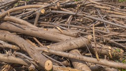 Co zrobić z gałęziami po przycinaniu drzew? Gdzie je wyrzucić?