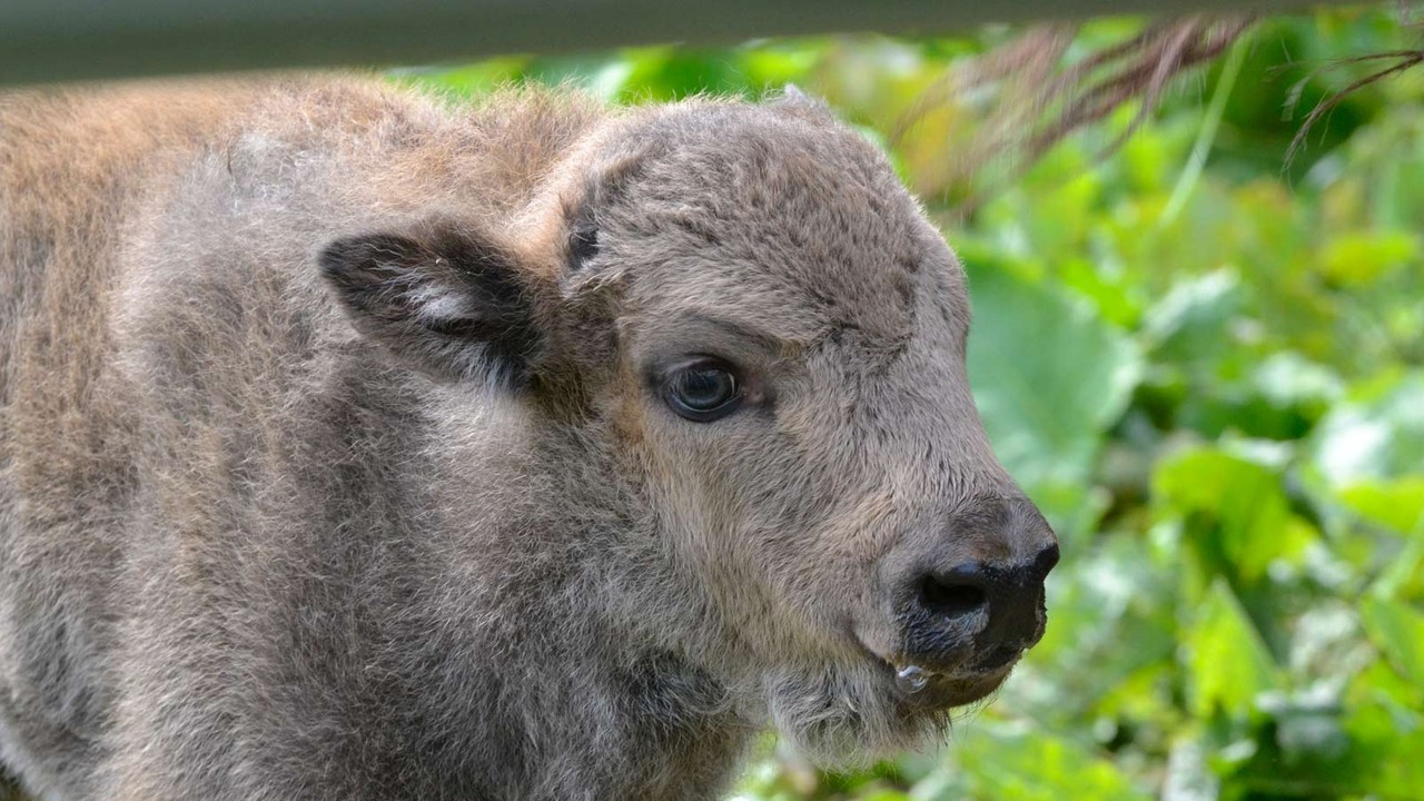 Żubr to nie maskotka. Król puszczy wciąż wymaga profesjonalnej ochrony