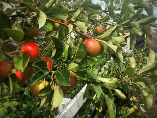 Owoce z drzew granicznych. Do kogo należą zgodnie z prawem?