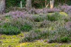 Wrzosy usychają ci po tygodniu? Oto jak wybierać je w sklepie, by przetrwały zimne dni