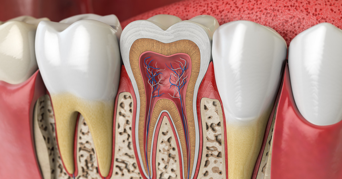 Apparently Overdoing Beyond Budowa zęba - jak zbudowany jest ząb? Budowa anatomiczna i histologiczna