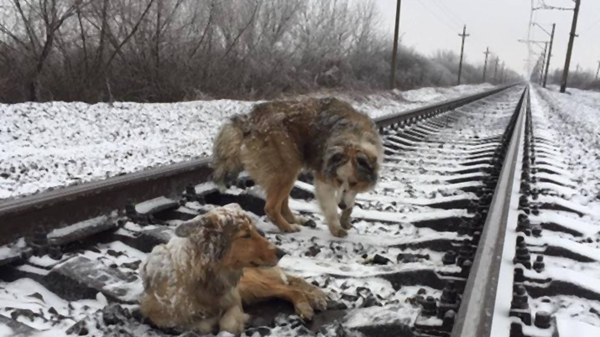 Pies ochrania własnym ciałem drugiego psa przed nadjeżdżającym pociągiem