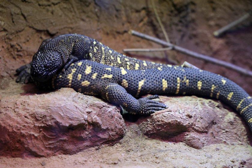 Gady i płazy z ZOO w Łodzi mają nowy dom