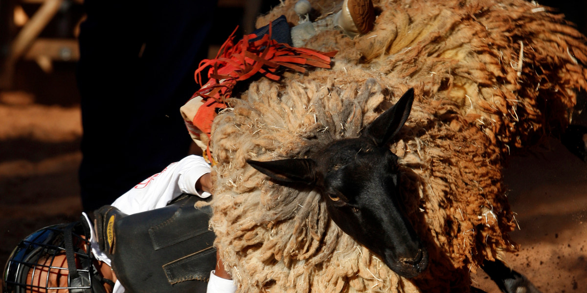 A child rides a lamb during Barretos Rodeo Festival in Baretos