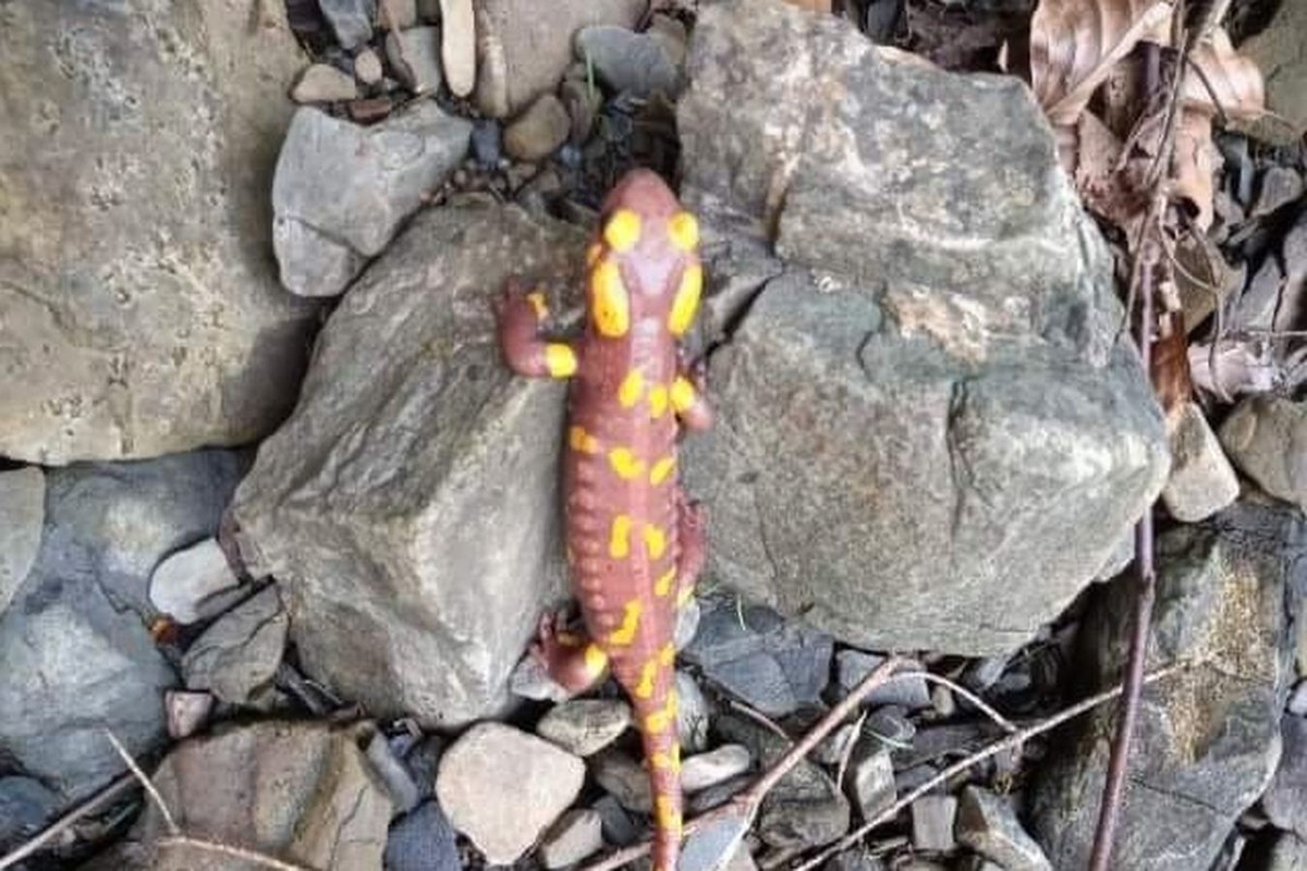 Albinistyczna salamandra plamista