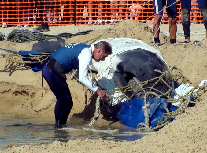 Szef ekipy ratowniczej Trevor Long szykuje wieloryba do przeniesienia w wody oceanu