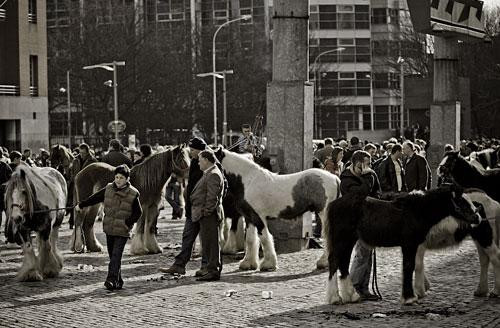 Galeria Irlandia - Dublin - Koński targ na Smithfield Market, obrazek 18