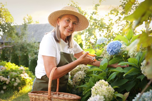 Ova biljka je NEUNIŠTIVA, žega i sunce joj ne mogu ništa: Ljudi je masovno sade umesto hortenzija i ruža i baš svima uspeva!