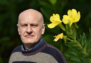 Žuti noćurak je biljka sa značajnim lekovitim svojstvima