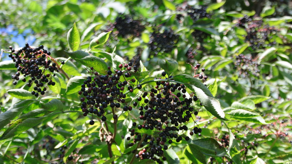 Owoce czarnego bzu - Monika/stock.adobe.com