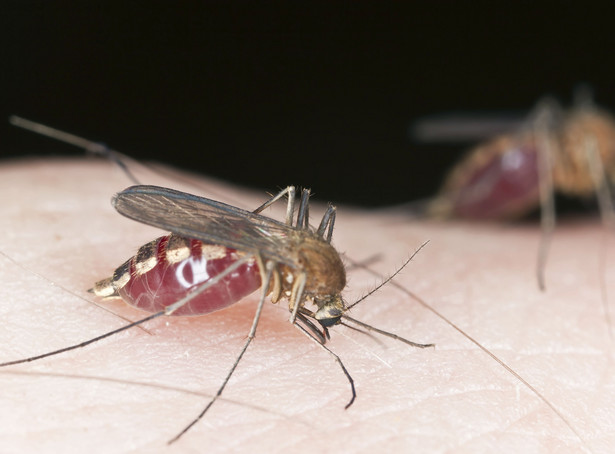 Zainfekowane komary mają powstrzymać dengę